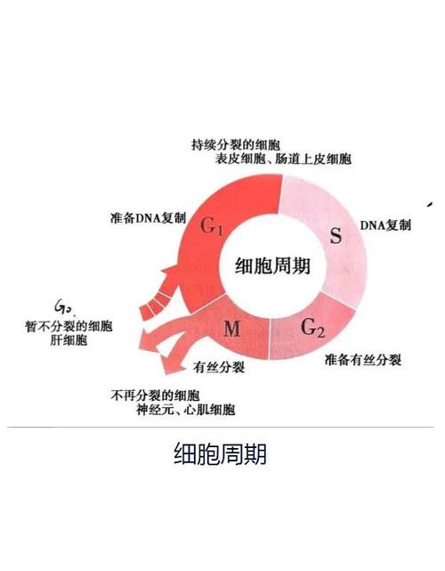 细胞周期