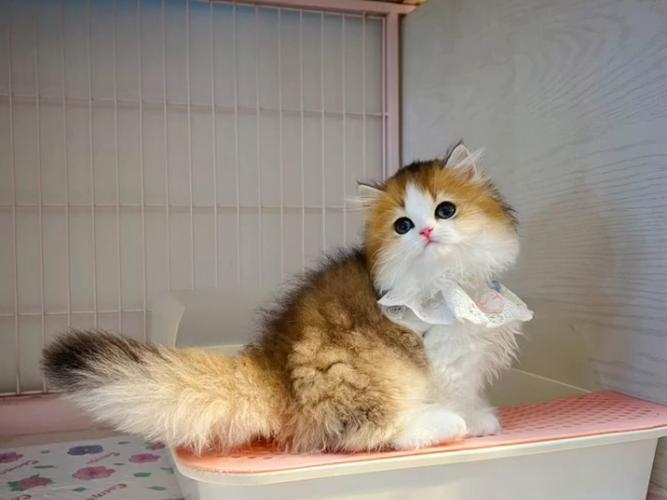 成年矮脚猫