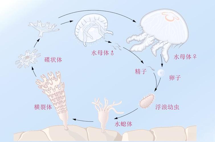 水母生命周期5阶段