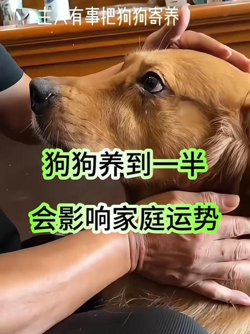 狗送人对运气有影响吗