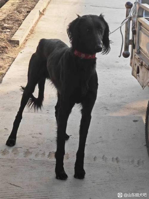 如何挑选细狗幼犬视频