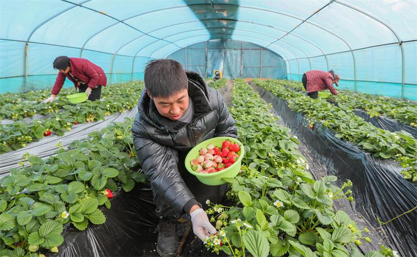 吕梁大棚草莓采摘火热