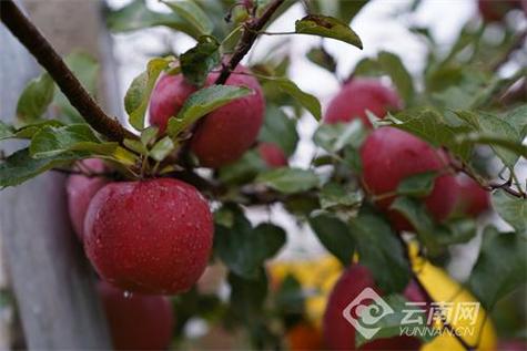 红苹果2023百度百科