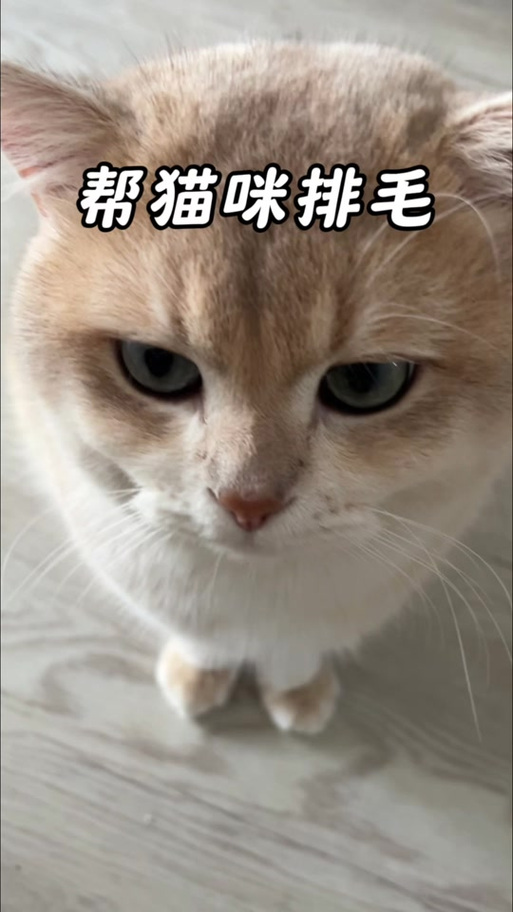 猫排毛最好的方法
