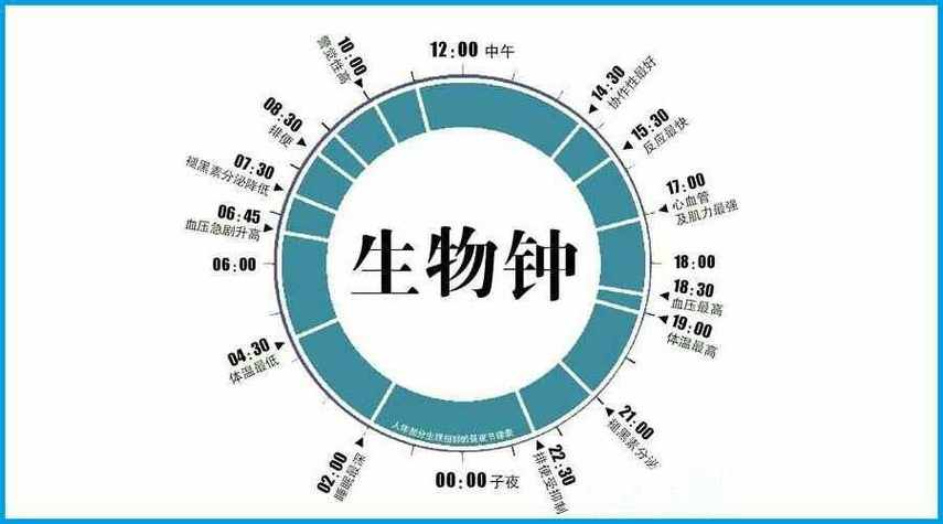 怎么知道自己的生物钟