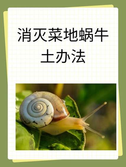 消灭蜗牛最简单的方法