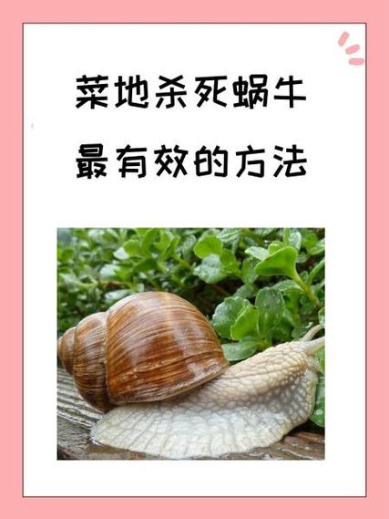 消灭蜗牛最简单的方法截图2