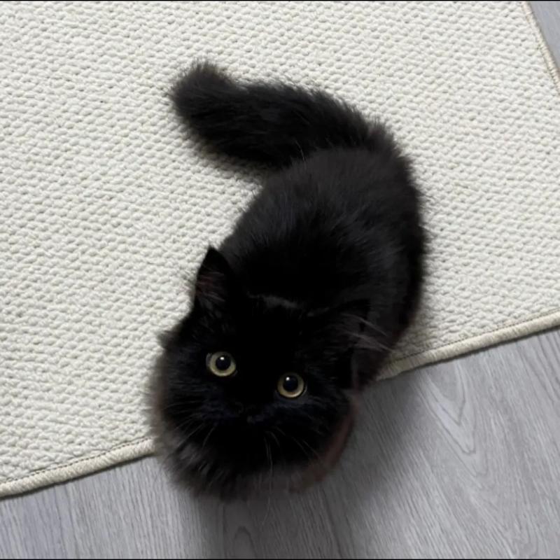 黑猫免费阅读