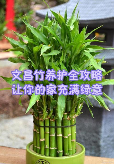 竹子浇水的正确方法
