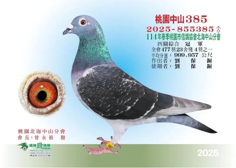 台湾职业赛鸽实战技巧