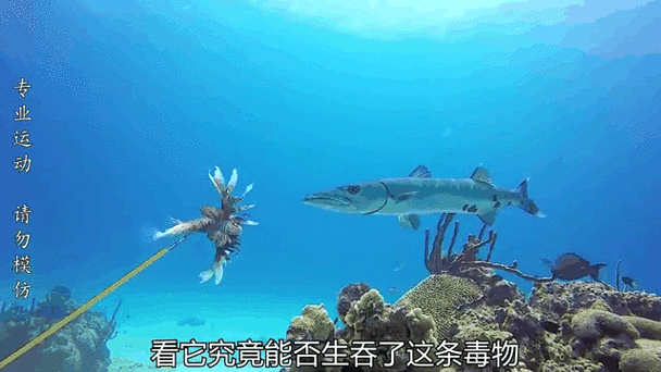 金枪鱼怕鲨鱼吗
