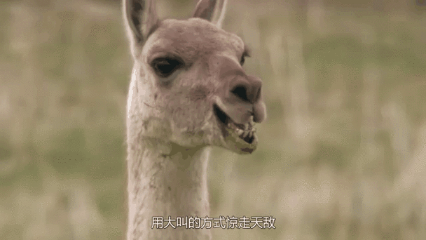 羊驼吐口水的视频截图2