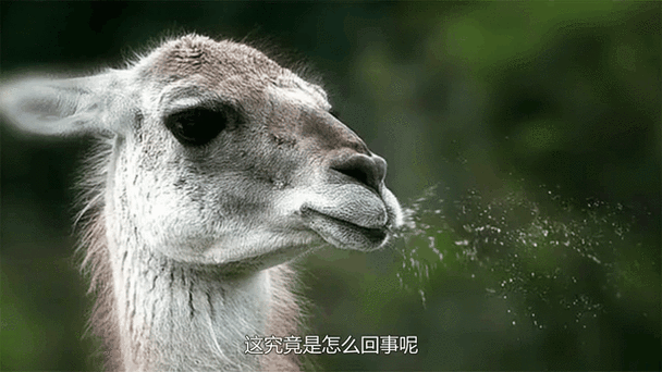 羊驼吐口水的视频截图3