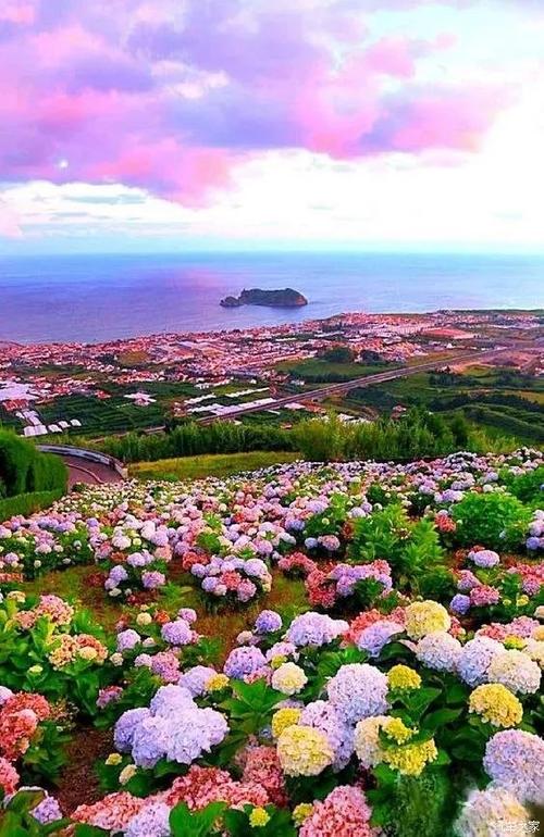 繁花图片大全大图