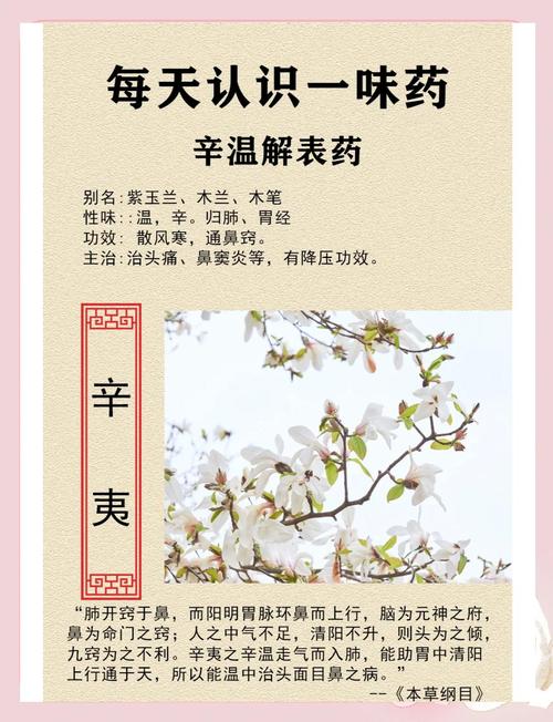 辛夷散 - 方剂配方