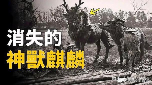 麒麟组织真的存在吗