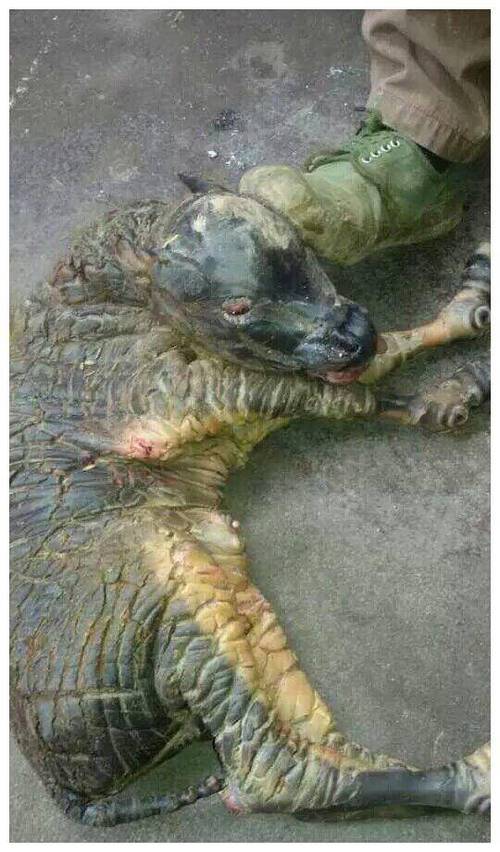 麒麟组织真的存在吗截图2