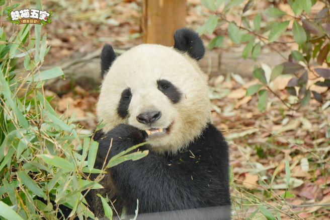 panda猫咪软件破解版下载