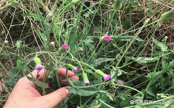 一点红图片大全大图