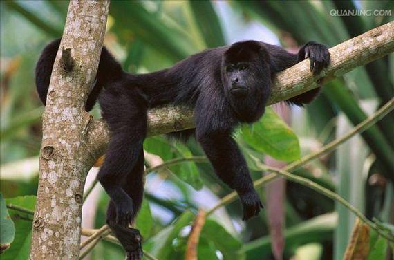 blackmonkey Pro