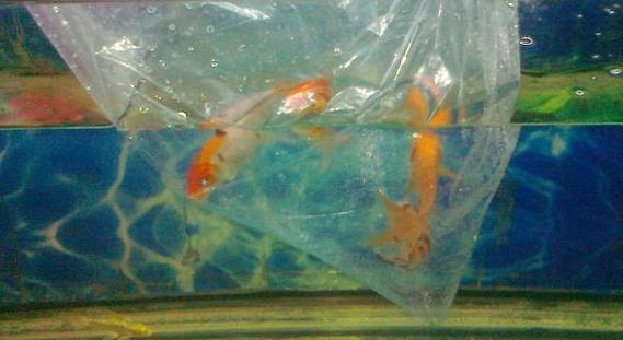 鱼沉底不爱动咋回事