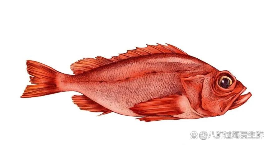 红鱼象征着什么
