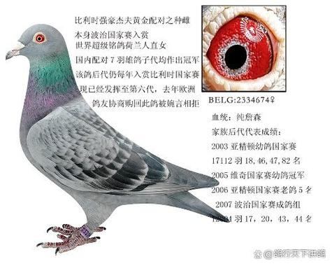 信鸽多少钱一只