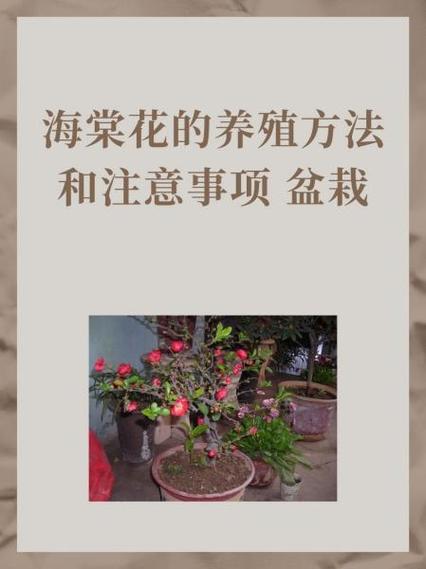 海棠树移栽后注意事项