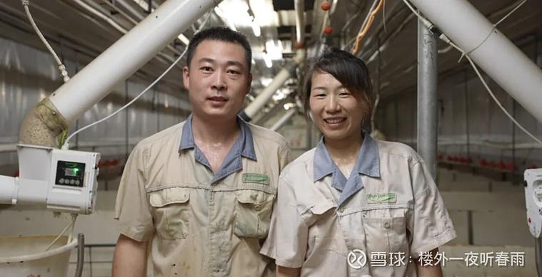 招养猪饲养员夫妻工