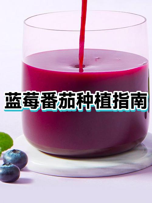 蓝莓番茄种植方法