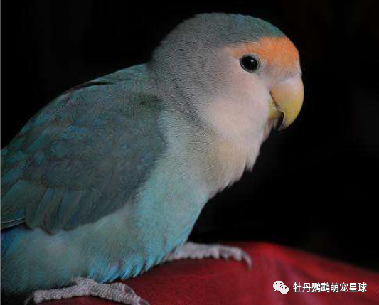 牡丹鹦鹉 头类 面类