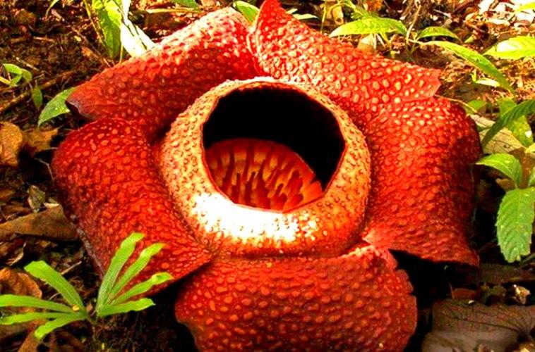 食人花的秘密