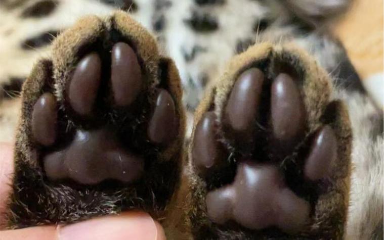 猫爪黑色肉垫