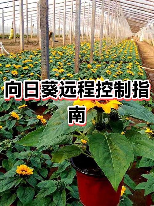 向日葵远程没反应