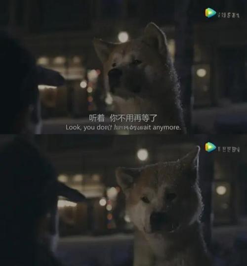 我已经等了很久了不会再等了