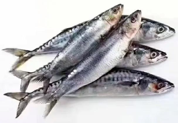 沙丁鱼的市场价