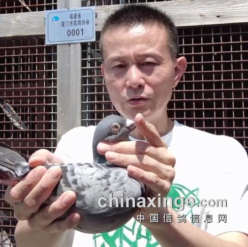 赛鸽查询网