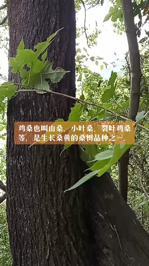 一般桑树能长出桑黄吗