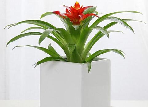 属猪人幸运花是什么花