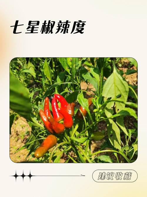 又粗又短的辣椒叫啥