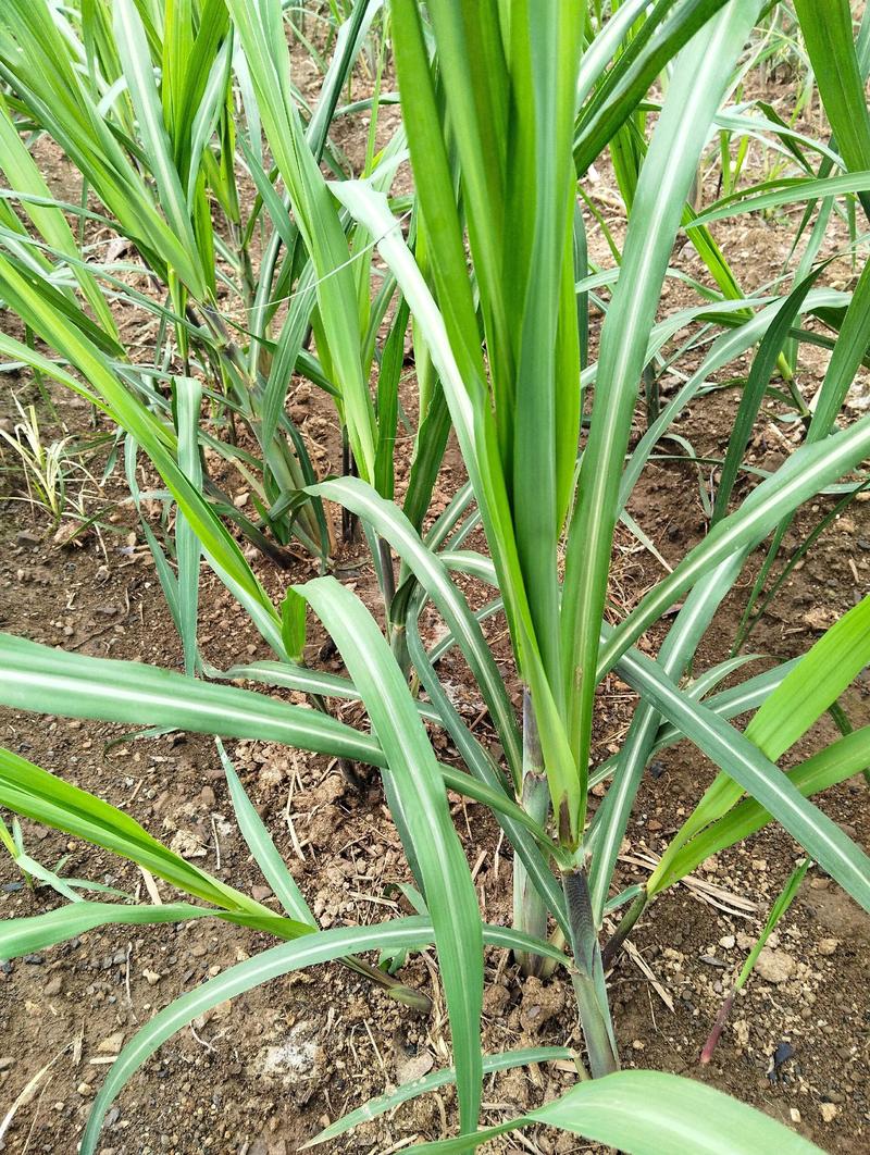 甘蔗是短日植物还是长日植物