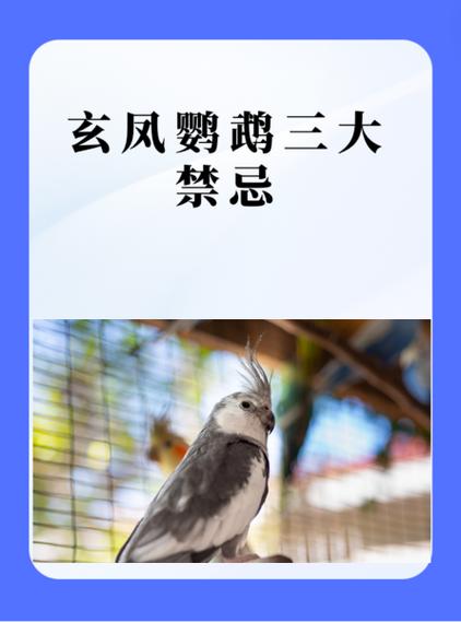 怎么养鸟截图2