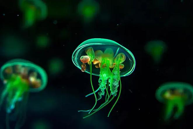 泰拉瑞亚绿色水母