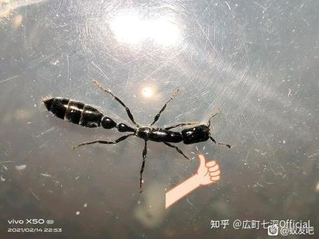 身上有蚂蚁是什么征兆