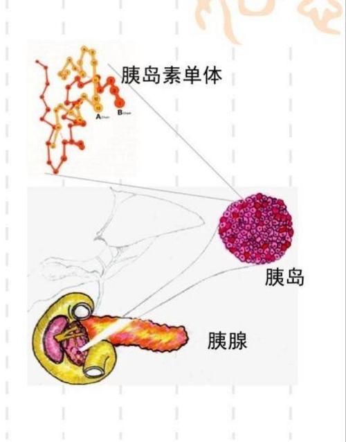 十大胰岛素排名截图2