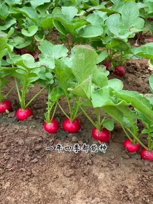 樱桃萝卜种植大忌