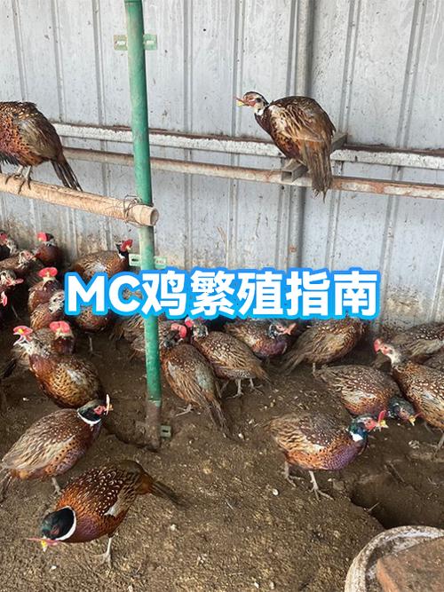 我的世界鸡繁殖方法
