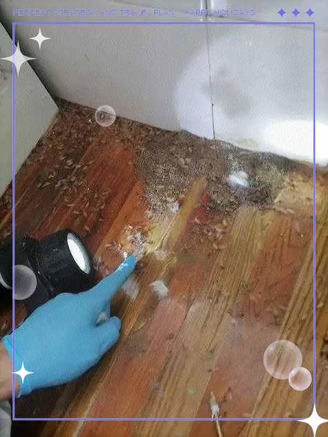 白蚁的家