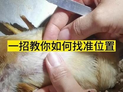 阉鸡下刀技术教程慢动作视频