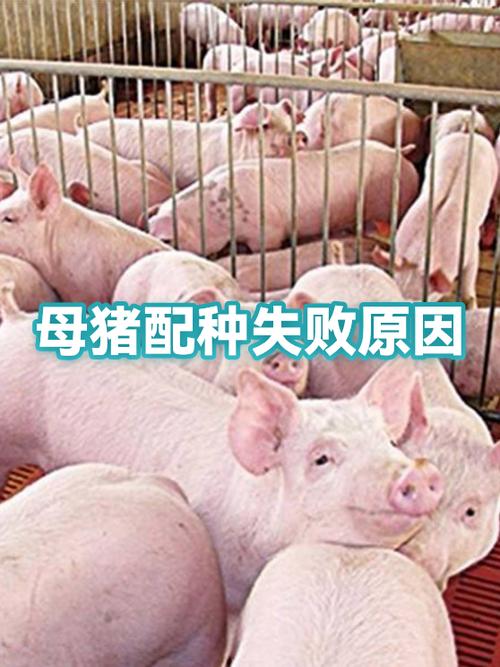 母猪配不上种的原因有哪些